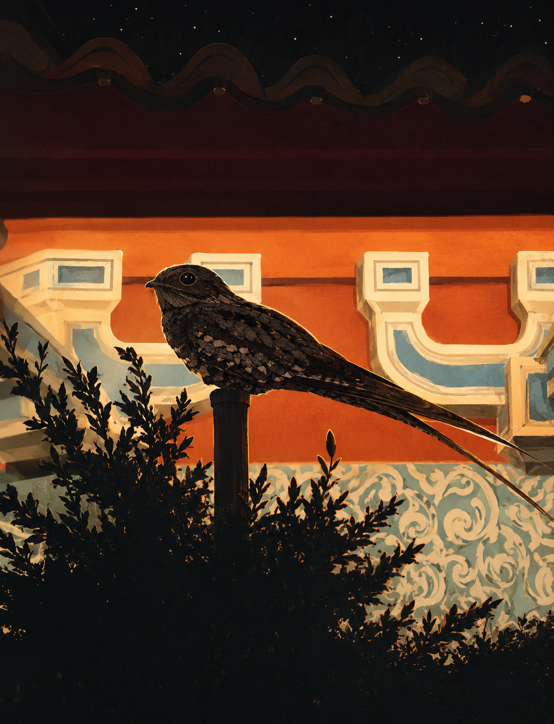 Long-tailed nightjar perched at night